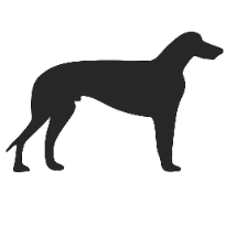 Greyhound